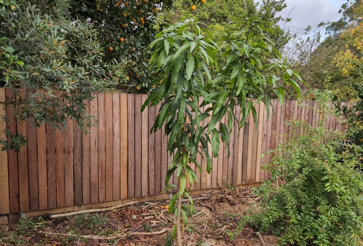 Timber fence and retaining wall